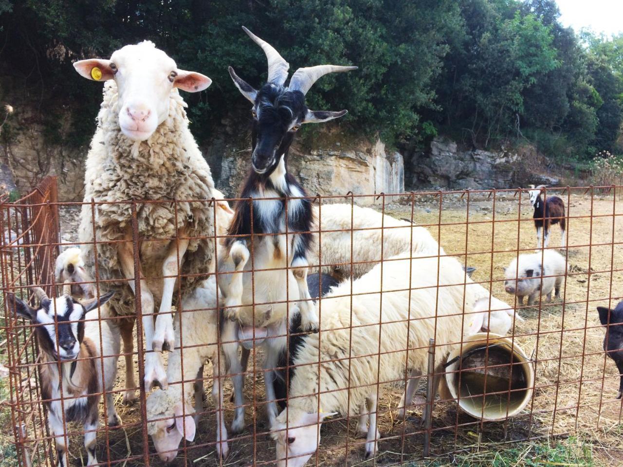 Agriturismo Eco-Bio Belmonte Vacanze Montaione Bagian luar foto
